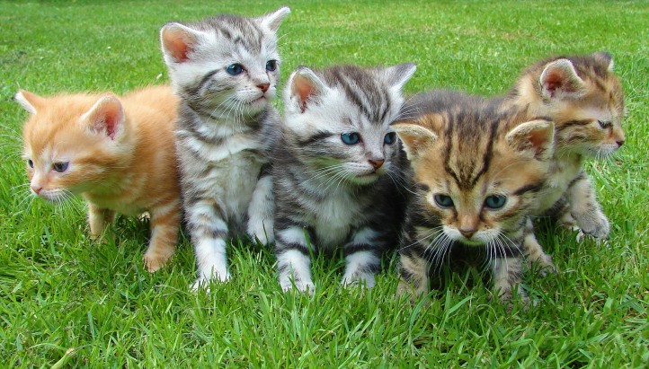 Five kittens in the grass