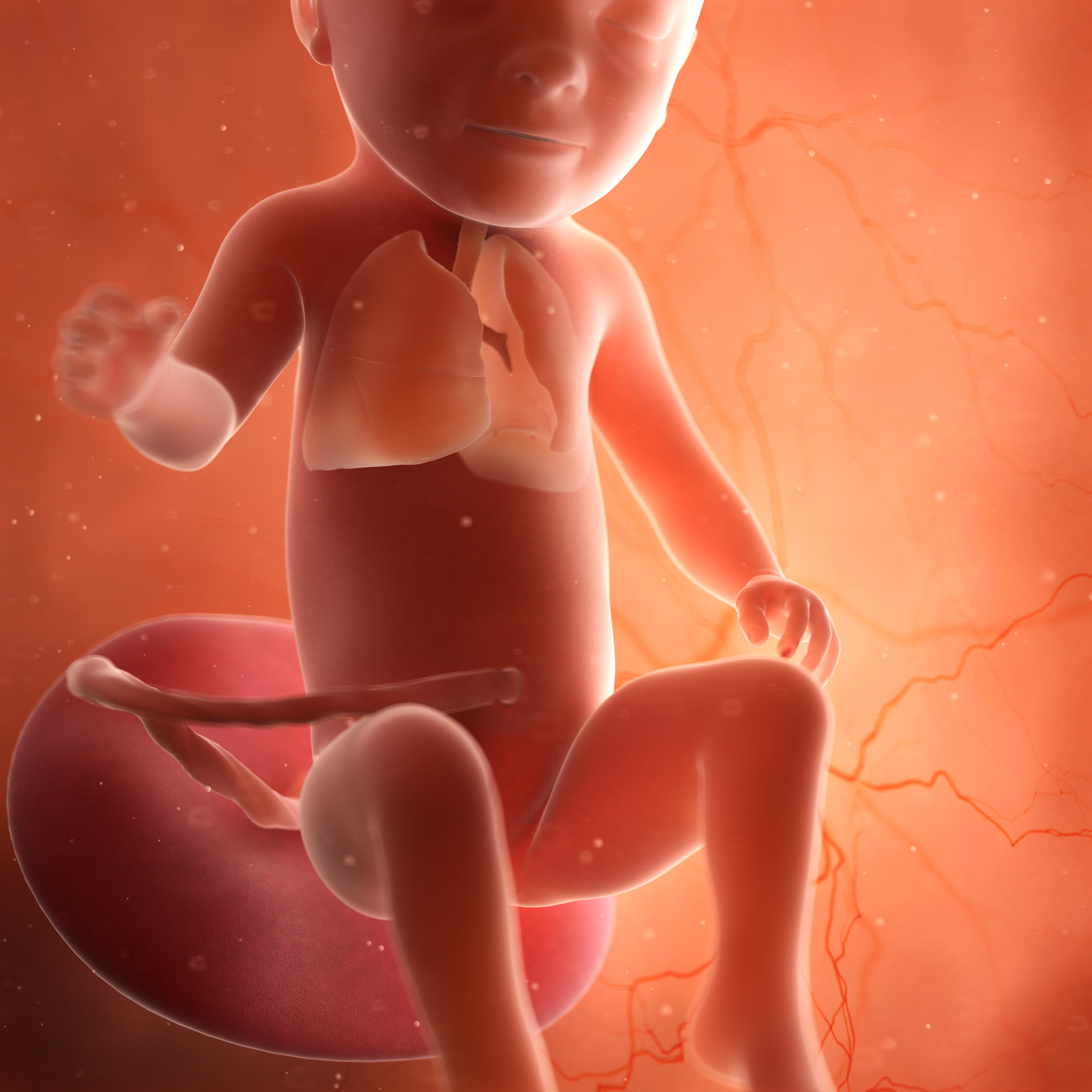 Rendering of a fetus lung
