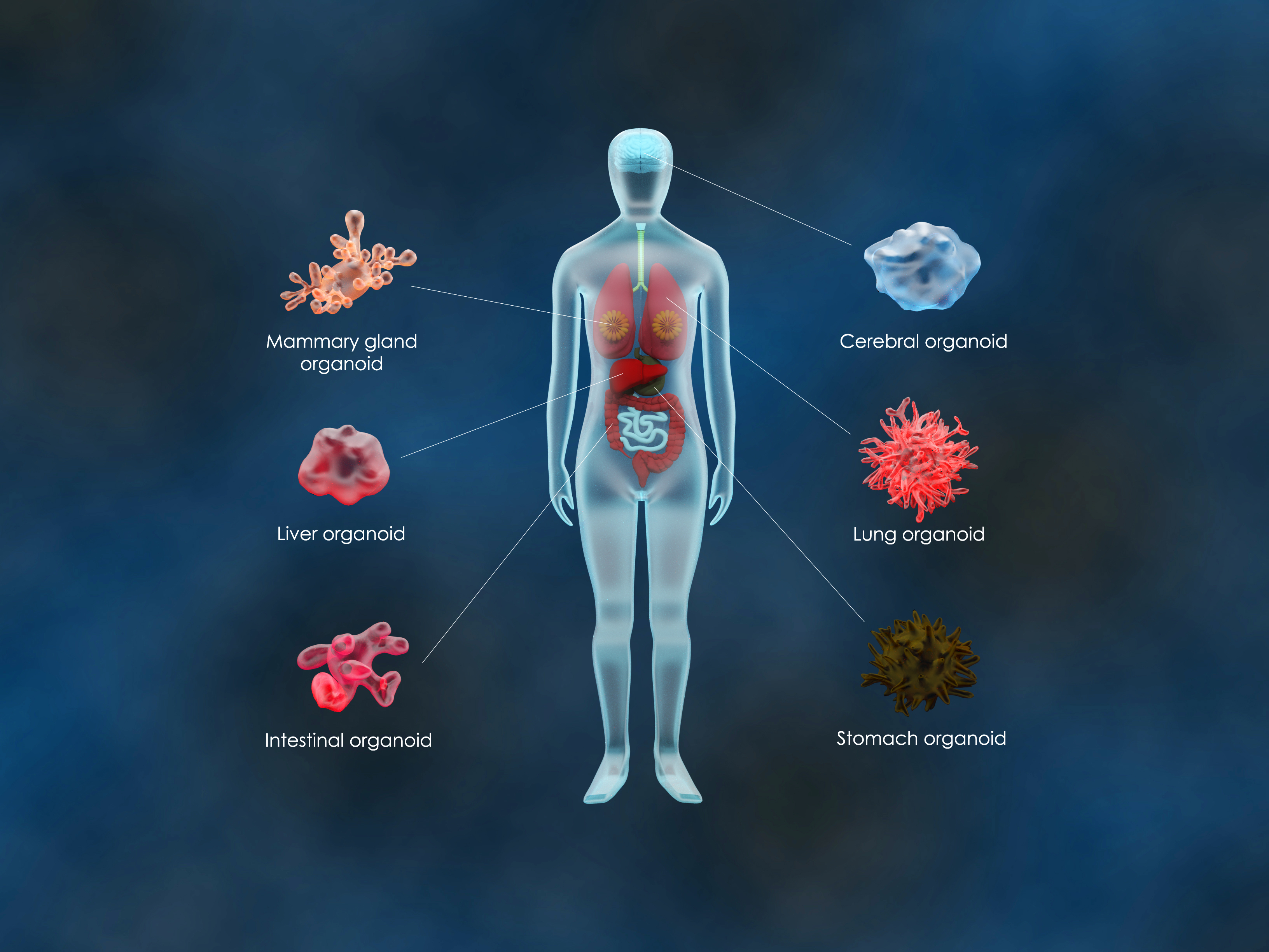 human organoids