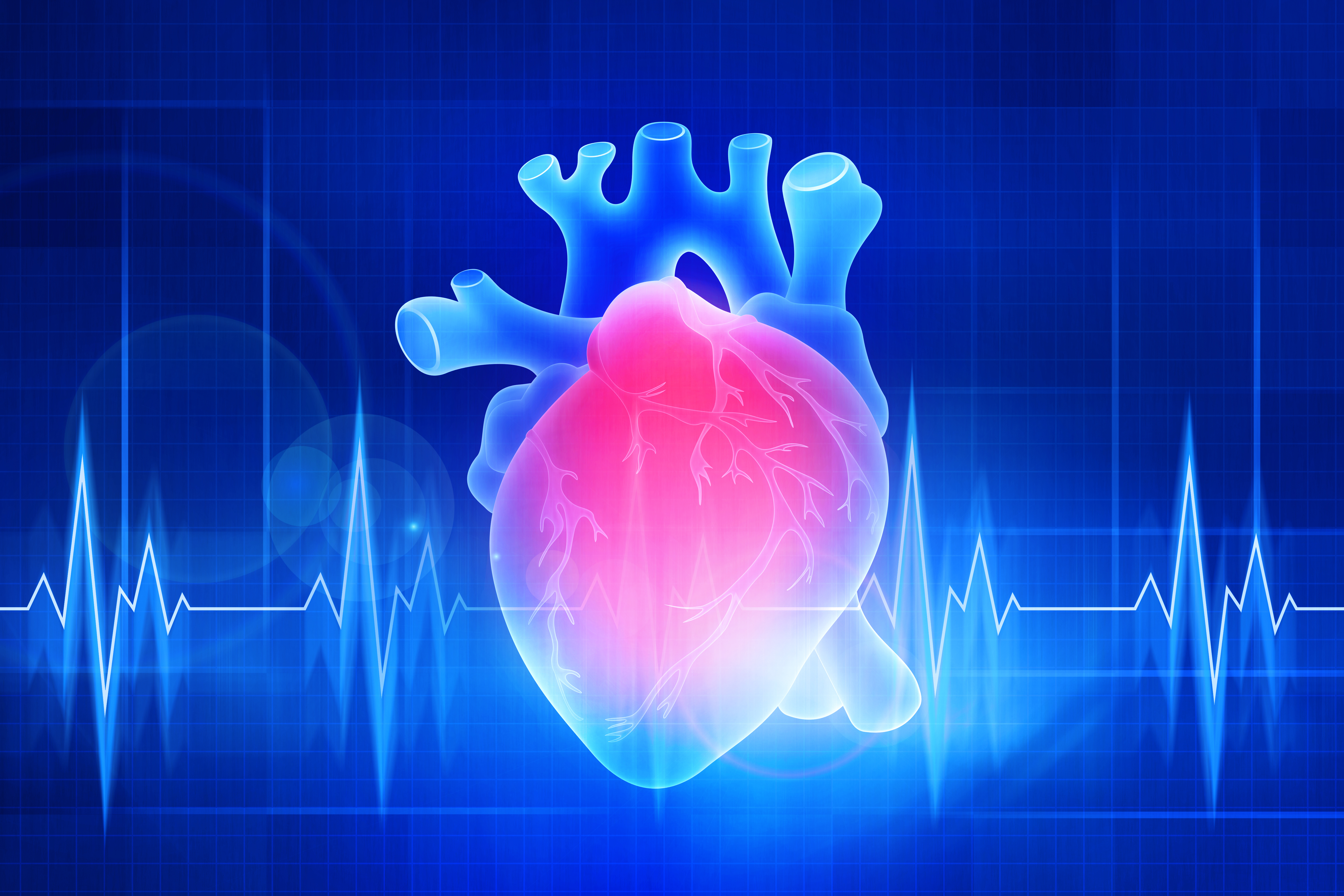 Digital Illustration of Human Heart