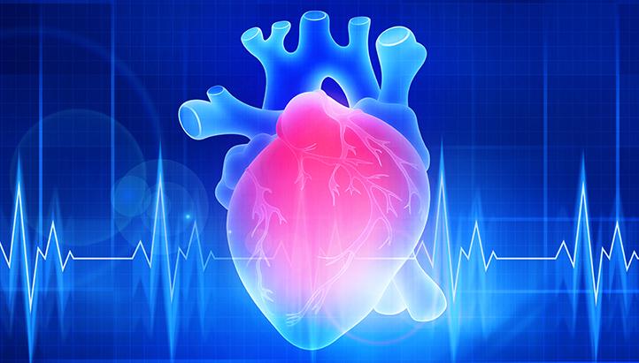 Digital Illustration of Human Heart