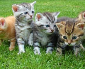 Five kittens in the grass